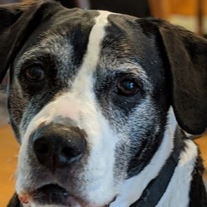 Meet your Posher, Spencer